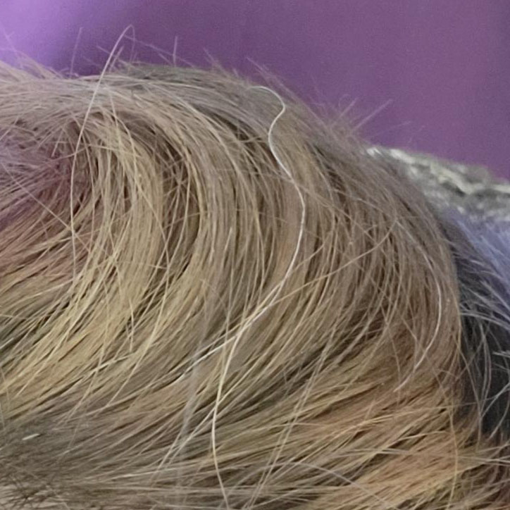 A close-up of the back of Quinn's head, with one gray hair
