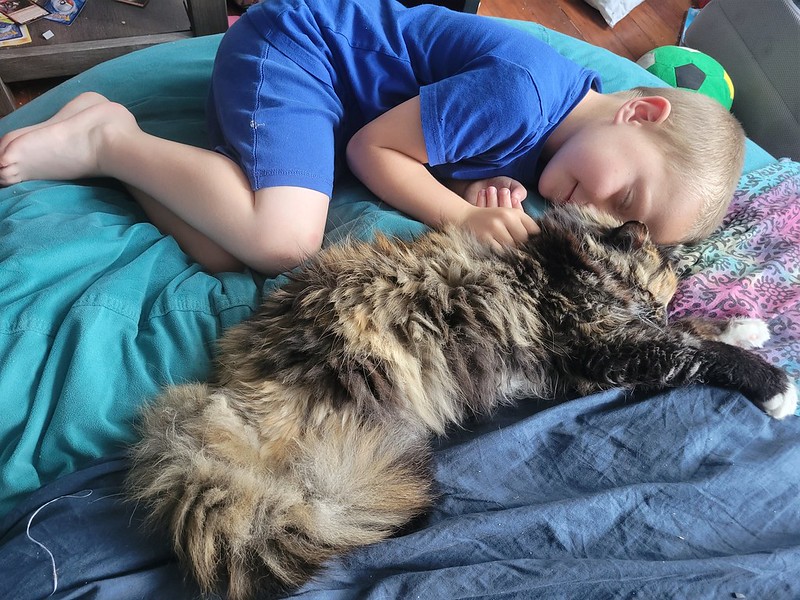 A kid curled up next to a sleeping cat